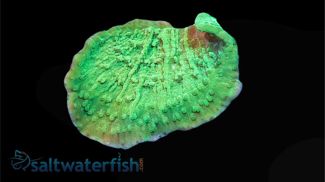 Montipora Coral: Green Plating - Aquacultured