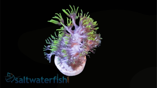 Star Polyp: Starburst Green - Aquacultured