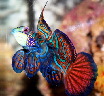 Mandarin Dragonet