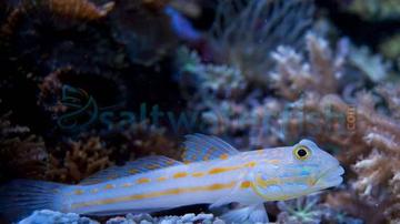 Diamond Goby - Fiji - MAC Certified