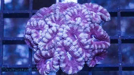 Acan Lord (Micromussa): Bi-Color - Aquacultured