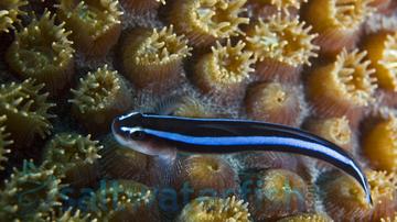 Blue Neon Goby - Pacific - MAC Certified - QM Labs