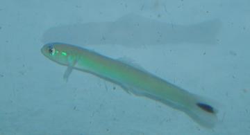 Spot Tail Dartfish