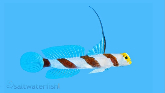Barbershop Shrimpgoby