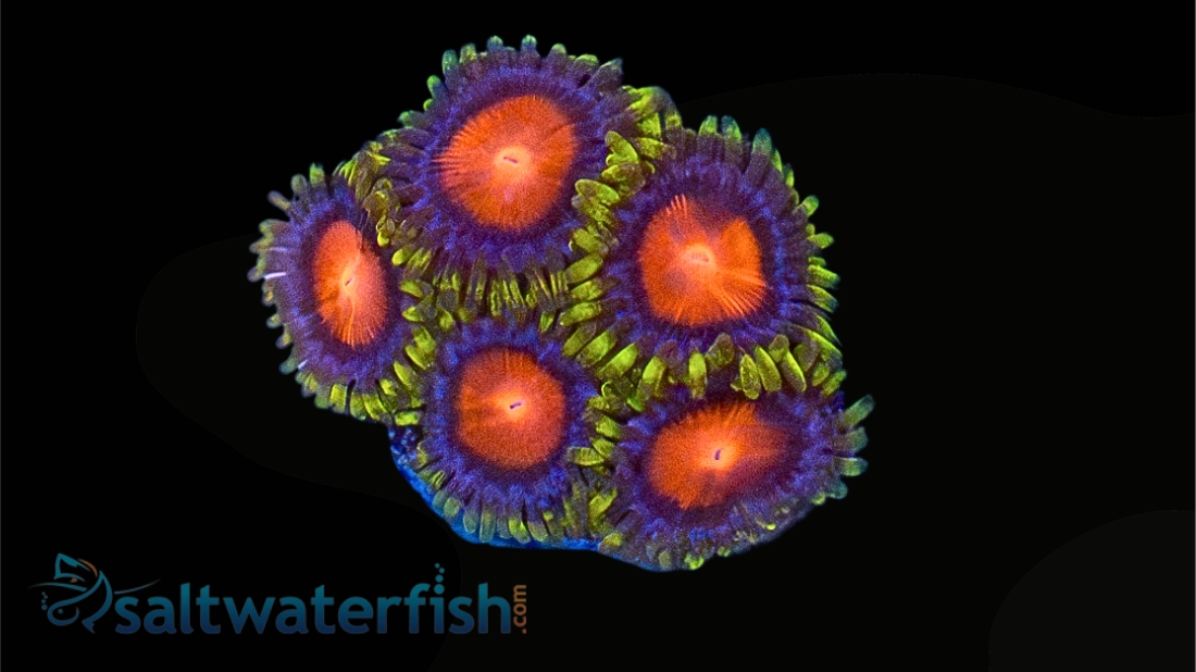 Zoanthid : Rising Sun - Aquacultured