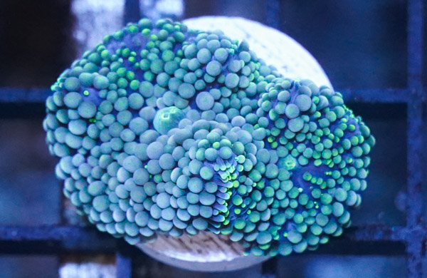 Ricordea Mushroom: Green/Blue