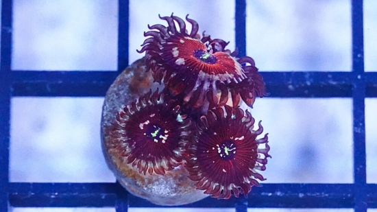 Zoanthid : Blue Agave - Aquacultured