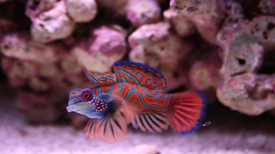 Red Mandarin Goby