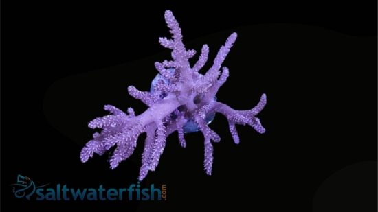 Kenya Tree Coral - Aquacultured - Soft Corals - Coral