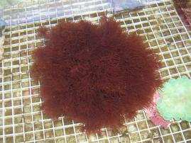 Red Graciliaria Macroalgae 1/2 lb