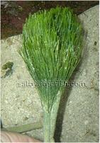 Shaving Brush