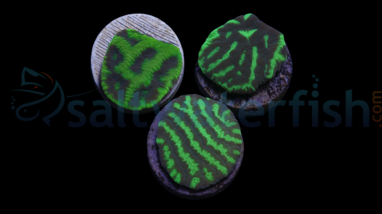 Platygyra Maze: Colored - Aquacultured