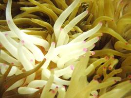 Condylactis Anemone: Green - Atlantic