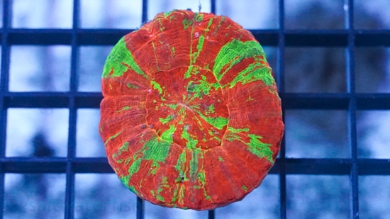 Scolymia "Reverse Toxic Apple" Ultra : Red w/ Green Stripes - Aquacultured