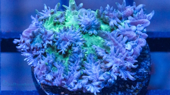 Horn Coral Hydnophora: Encrusting Blueberry- Aquacultured