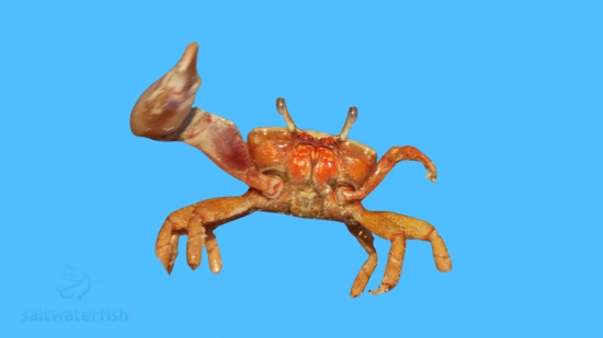 Red Fiddler Crab