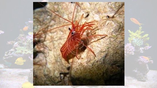 Peppermint Shrimp - Aquacultured