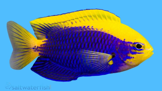 Starcki Damsel - Central Pacific