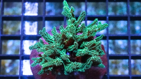 Birdsnest: Neon Green - Australia