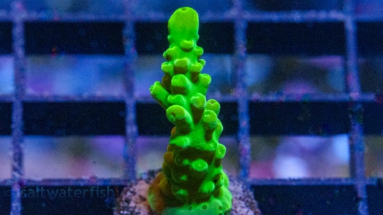 Acropora Austera: Yellow Tip - Aquacultured