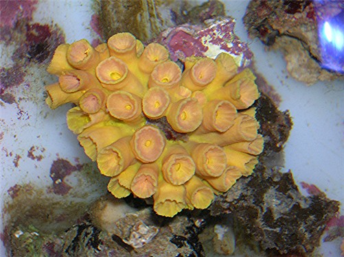 Sun Coral Tubastrea: Orange / Yellow