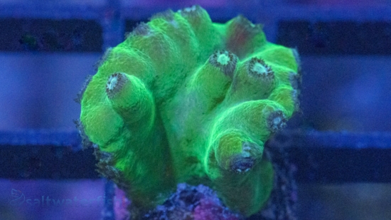 Cup Coral: Branching Green Heron - Aquacultured