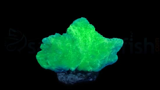 Cabbage Leather: Green - Aquacultured