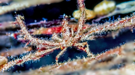 Frilly Arrow Crab