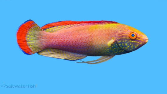 Red Margin Fairy Wrasse