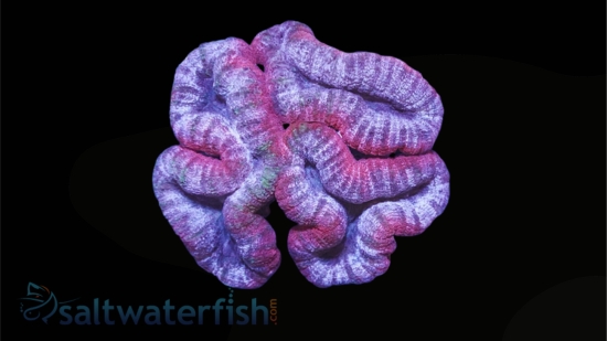 Lobophyllia Brain Coral: Pink - Aquacultured