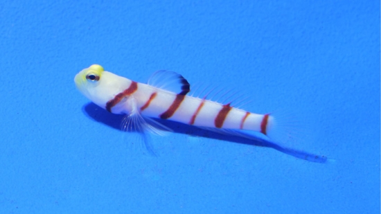 Dracula Goby