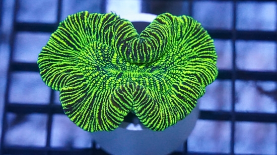 Brain Coral: Metallic Green - Australia