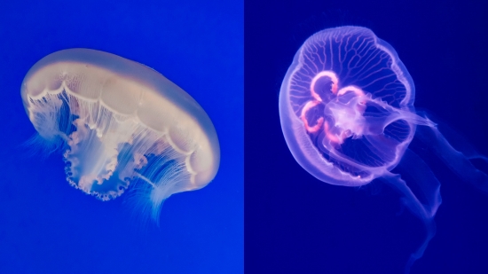 Moon Jellyfish - Captive Bred - QM Labs