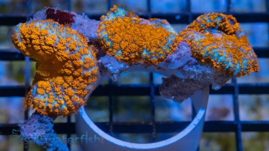Superman Bullseye Mushroom Coral