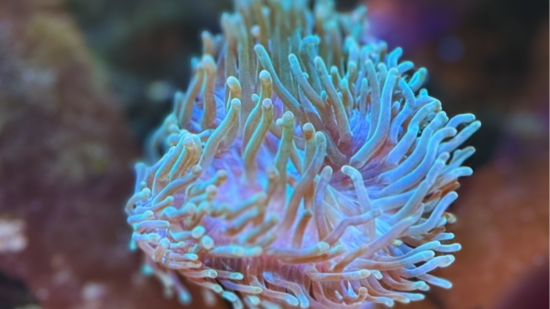 Bubble Tip Anemone: "Watermelon" Green with Ultra Tips 