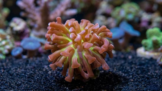 Hammer Coral: Branching PurpleTips w/ Green Tentacles - Aquacultured