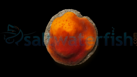 Red/Orange/Yellow Sponge Nano - Aquacultured