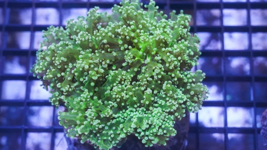 Frogspawn Coral: Solid Green - Australia