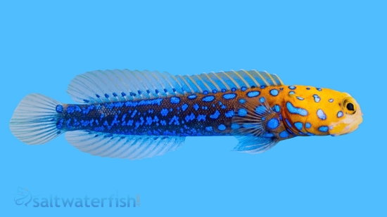 Blue Spotted Jawfish