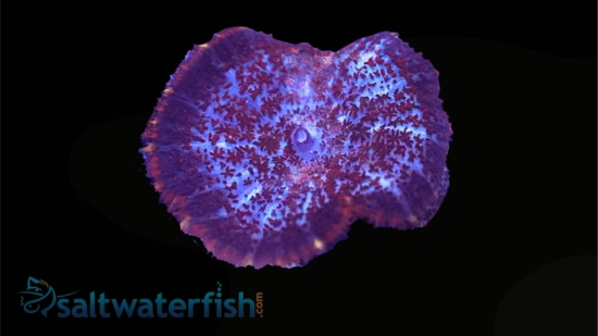 Bullseye Mushroom Coral: Assorted Color