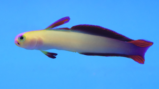 Exquisite Firefish