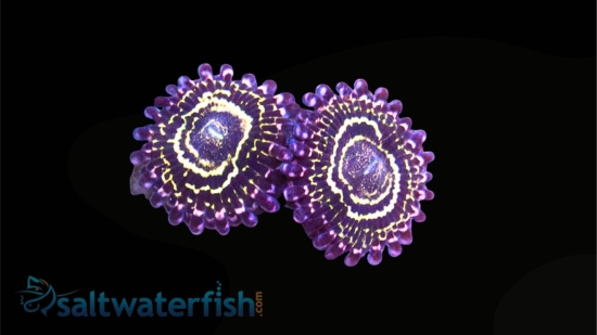 Zoanthid : Stratosphere - Aquacultured