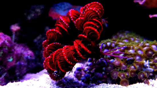 Blood Red Sea Lilly-Feather Star