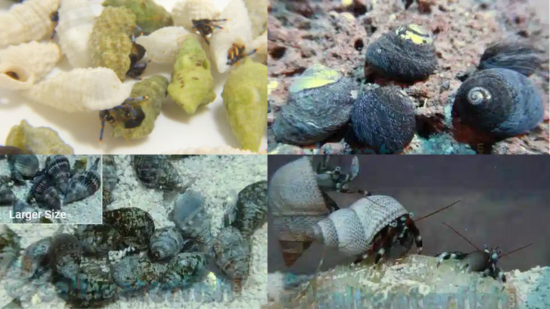 Reef Cleaner Pack - Premium 55+
