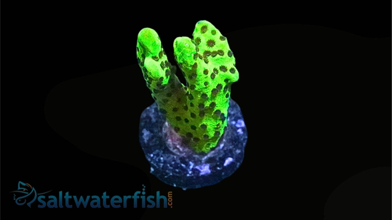 Montipora : Spongodes Slimeball - Aquacultured - Sps - Coral