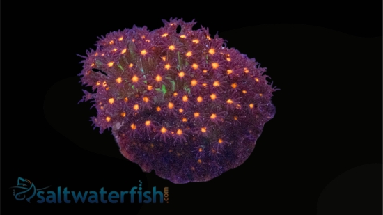 Stylocoeniella : JF Sunset - Aquacultured
