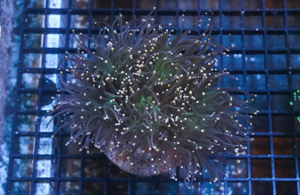Torch Coral: Green w/ Orange Tips