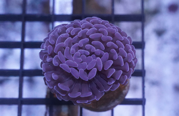 Hammer Coral: Branching Purple