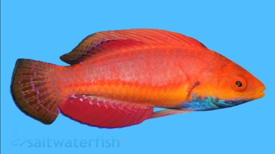 Blue Throat Sailfin Fairy Wrasse