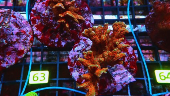 Green w/ Red Polyps Digitata Montipora "Forest Fire" - Aquacultured